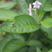 Solanum muricatum Aiton